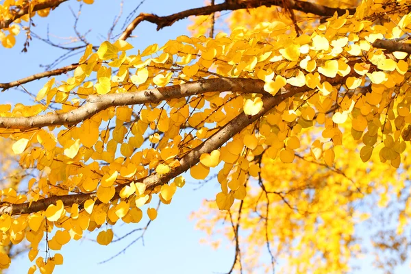 Feuilles jaunes d'automne. Automne Contexte — Photo