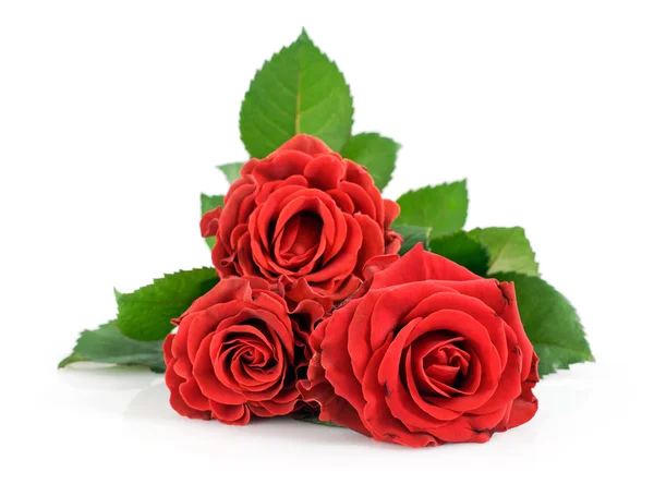 Three beautiful red roses — Stock Photo, Image