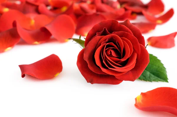 Red rose and petals — Stock Photo, Image