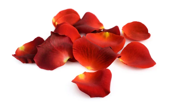 Купка пелюсток червоної троянди — стокове фото