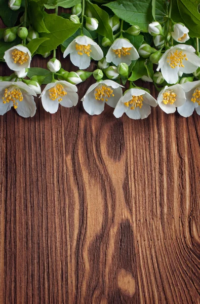 Yasemin çiçekleri arka plan