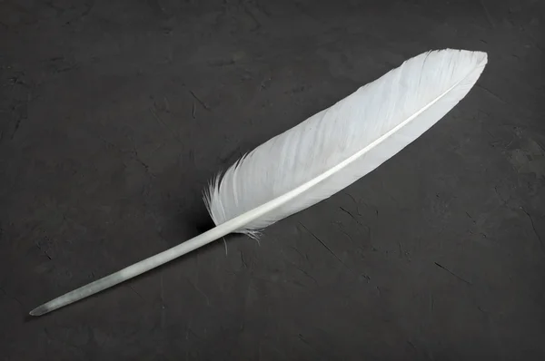 Feather pen close-up — Stock Photo, Image