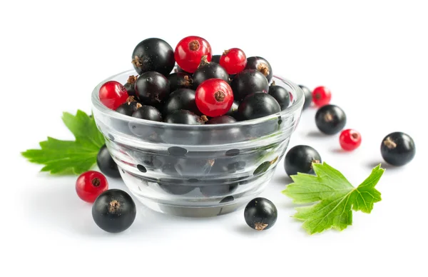 Mogen fräsch svarta och röda vinbär — Stockfoto