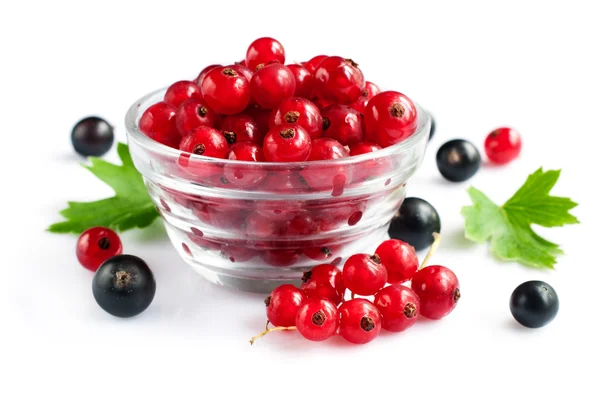 Ripe fresh black and red currants — Stock Photo, Image