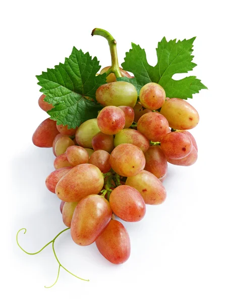 Bunch of grapes — Stock Photo, Image