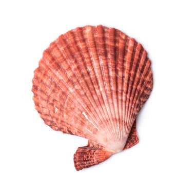 Okyanusun yakın plan kırmızı deniz kabuğu beyaz zemin üzerinde izole