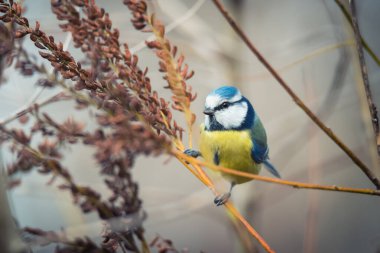 Small cute bird the blue tit sitting on the twig on autumn nature background