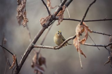 Goldcrest 'in güzel kuşu ağaç dalında ya da dalında oturuyor sonbahar arka planında kuru kahverengi yapraklarla.
