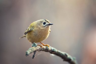 Goldcrest 'in güzel kuşu sonbahar arka planında ağaç dalında ya da dalda oturuyor.