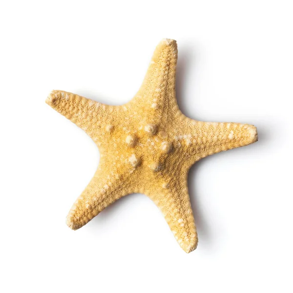 Vista Superior Close Estrelas Mar Seco Isoladas Fundo Branco — Fotografia de Stock