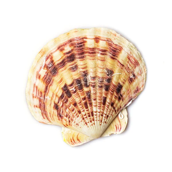 白い背景に隔離された海の貝殻のクローズアップ — ストック写真