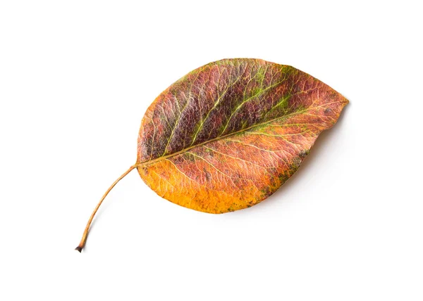 Close Van Prachtige Kleurrijke Herfst Enkele Blad Geïsoleerd Witte Achtergrond — Stockfoto