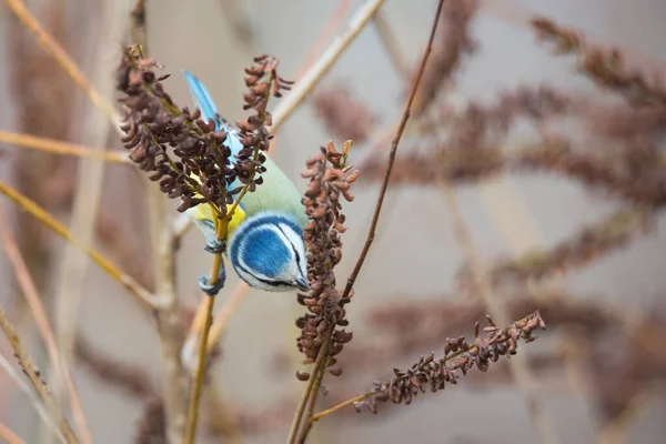 Small Cute Bird Blue Tit Sitting Twig Autumn Nature Background — 图库照片