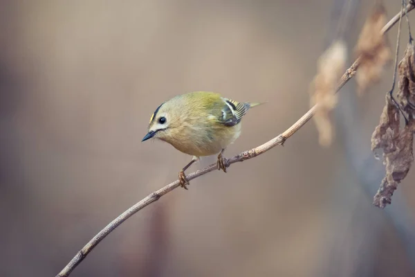 Beautiful Bird Goldcrest Sitting Tree Branch Twig Dry Brown Leaves — Stock Photo, Image