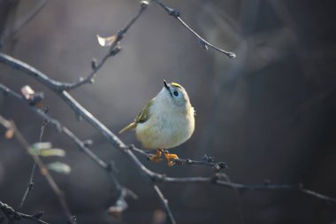 Goldcrest 'in güzel kuşu sonbahar arka planında ağaç dalında ya da dalda oturuyor.