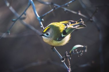 Goldcrest 'in güzel kuşu sonbahar arka planında ağaç dalında ya da dalda oturuyor.