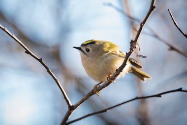 Goldcrest 'in güzel kuşu ağaç dalında ya da mavi gökyüzü arka planında oturuyor.