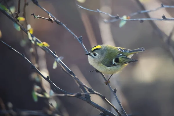 นกท สวยงามของ Goldcrest งบนก งไม งไม บนพ นหล งธรรมชาต ใบไม — ภาพถ่ายสต็อก