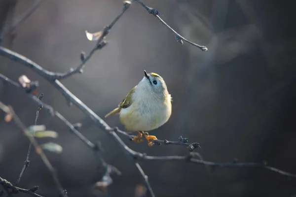 Goldcrest Güzel Kuşu Sonbahar Arka Planında Ağaç Dalında Dalda Oturuyor — Stok fotoğraf