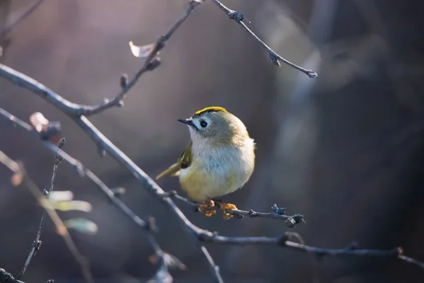 Bel Oiseau Goldcrest Assis Sur Branche Arbre Brindille Sur Fond — Photo