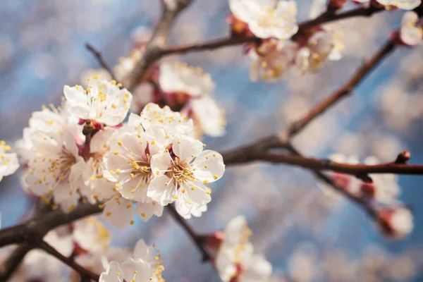 青空の下で美しい開花アプリコットの木の枝背景 — ストック写真