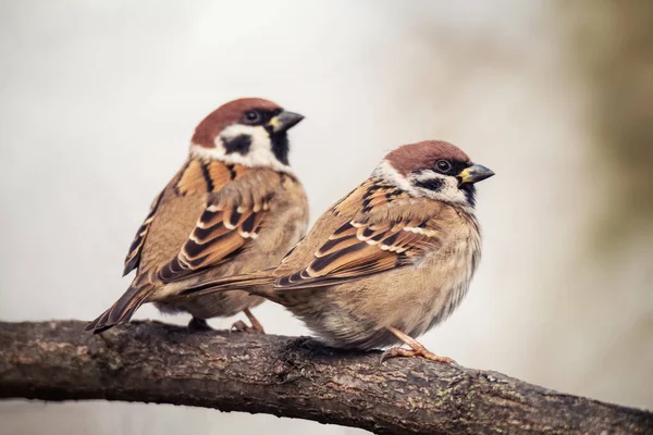 Petits Oiseaux Moineaux Assis Sur Une Branche Arbre Sur Fond — Photo