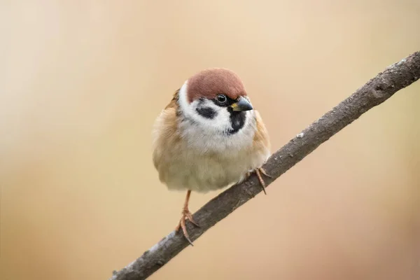 自然を背景に木の枝に座っている小さな鳥のスズメ — ストック写真