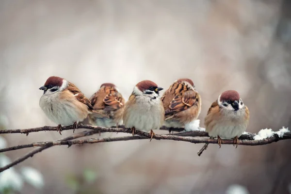 冬の自然を背景に木の枝に座っている小さな鳥のスズメの群れ — ストック写真