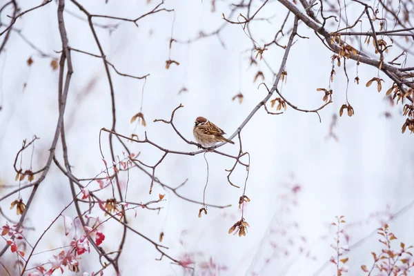 Winter Background Small Bird Sparrow Sitting Beautiful Tree Branch Blue — Stock Photo, Image