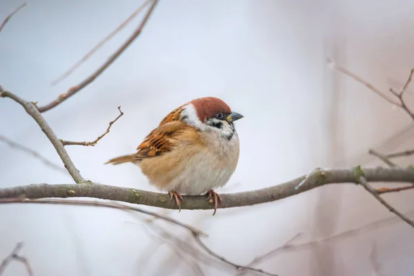 Passero Uccellino Seduto Ramo Albero Sullo Sfondo Della Natura — Foto Stock