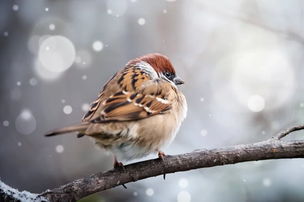 Petit Moineau Oiseau Assis Sur Branche Arbre Sur Fond Magique — Photo