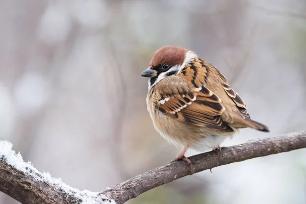 Piccolo Passero Uccello Seduto Ramo Albero Sfondo Natura Invernale — Foto Stock