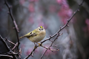 Goldcrest 'in güzel kuşu sonbahar arka planında ağaç dalında ya da dalda oturuyor.