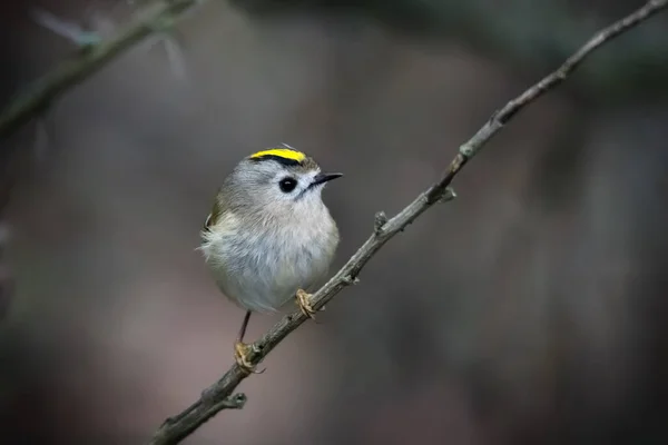 Schöne Vogel Von Goldcrest Sitzt Auf Ast Oder Zweig Herbst — Stockfoto