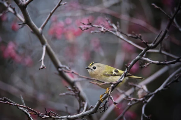 Hermoso Pájaro Goldcrest Sentado Rama Árbol Ramita Sobre Fondo Naturaleza —  Fotos de Stock