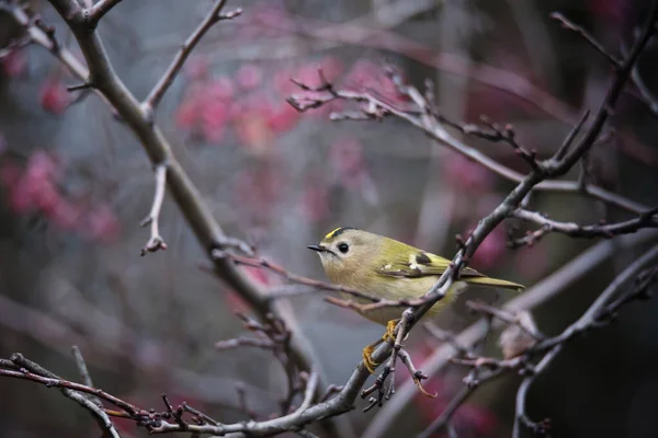 Hermoso Pájaro Goldcrest Sentado Rama Árbol Ramita Sobre Fondo Naturaleza — Foto de Stock