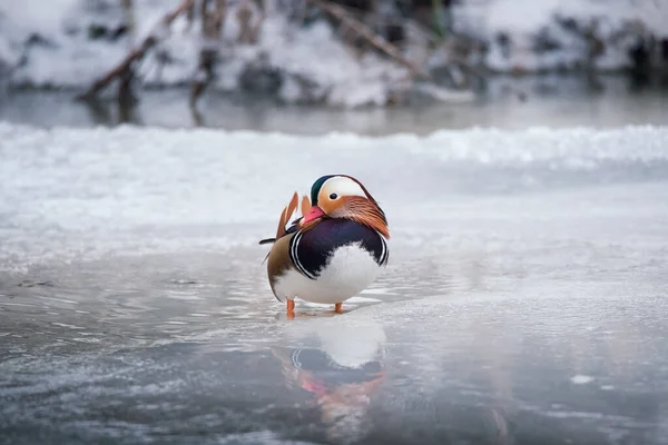 Hermoso Colorido Macho Mandarín Pato Aix Galericulata Pie Sobre Hielo — Foto de Stock