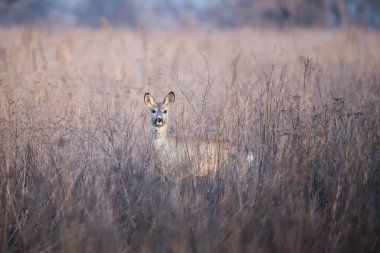 Doğal habitatta yumurta geyiği sahnesi