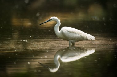 Güzel beyaz balıkçıl balıkçıl (küçük balıkçıl) kuş doğanın arka planında suyun üzerinde duruyor.