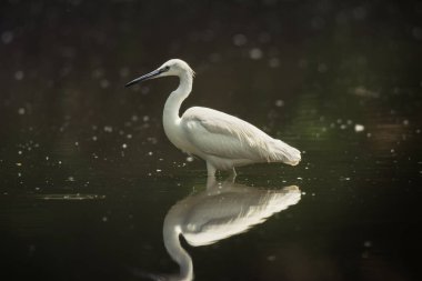 Güzel beyaz balıkçıl balıkçıl (küçük balıkçıl) kuş doğanın arka planında suyun üzerinde duruyor.