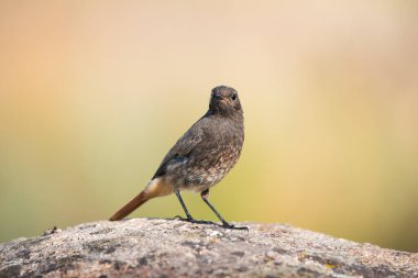 Doğanın arka planında kayanın üzerinde oturan tek bir siyah kızılötesi kuş (Phoenicurus ochruros).