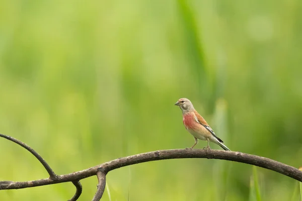 Piccolo Uccello Linnet Comune Seduto Ramo Albero Sfondo Verde Natura — Foto Stock