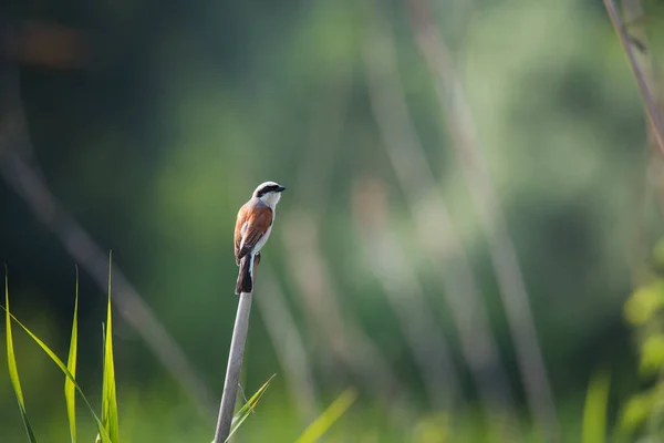 Maschio Rosso Shrike Sostenuto Canne Secche Sfondo Verde Brillante Natura — Foto Stock