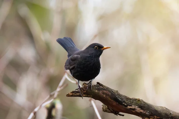 Красивая Птица Черный Дрозд Turdus Infuscatus Сидит Ветке Дерева Фоне — стоковое фото