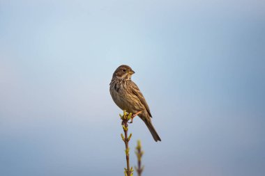 Tek mısır kiraz kuşu (Emberiza calandra) mavi gökyüzü arka planında genç yeşil yapraklarla ağaç dalında oturuyor