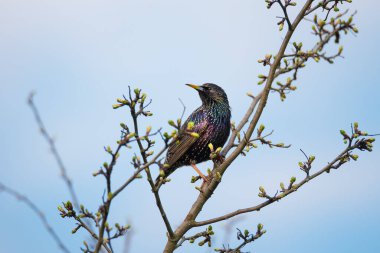Güzel kuş. Mavi arka plandaki ağaç dalında oturan sığırcık.
