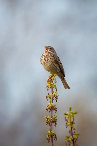 Μονό Πουλί Κορν Φλέικς Emberiza Calandra Κάθεται Κλαδί Δέντρου Νεαρά — Φωτογραφία Αρχείου