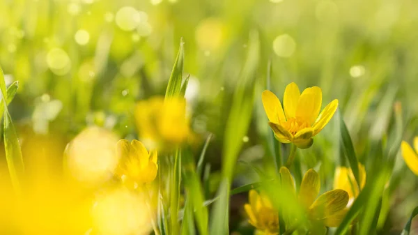 Vackra Blommande Våren Gula Blommor Allmänt Känd Som Mindre Celandine — Stockfoto