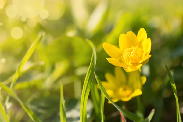 Beautiful Blooming Spring Yellow Flowers Commonly Known Lesser Celandine Pilewort — Stock Photo, Image