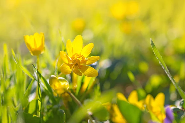 Belle Floraison Printemps Fleurs Jaunes Communément Connu Sous Nom Celandine — Photo